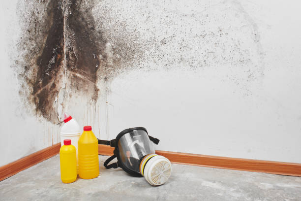 Best Residential Mold Remediation in Crete, IL