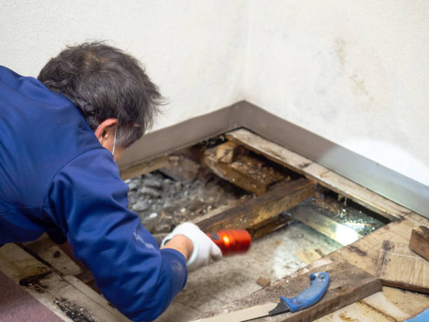 Best Emergency Mold Remediation in Crete, IL