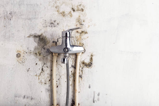 Best Health and Safety Mold Remediation in Crete, IL