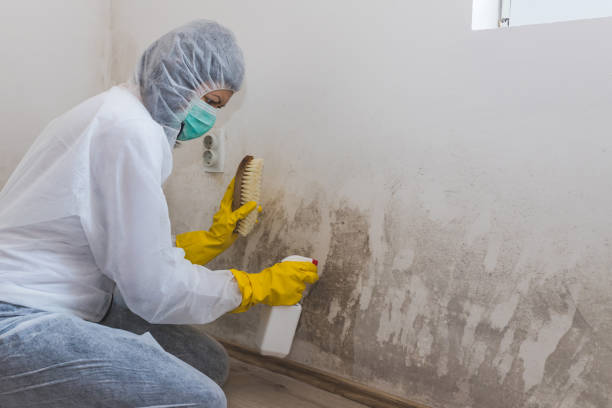 Best Black Mold Remediation in Crete, IL