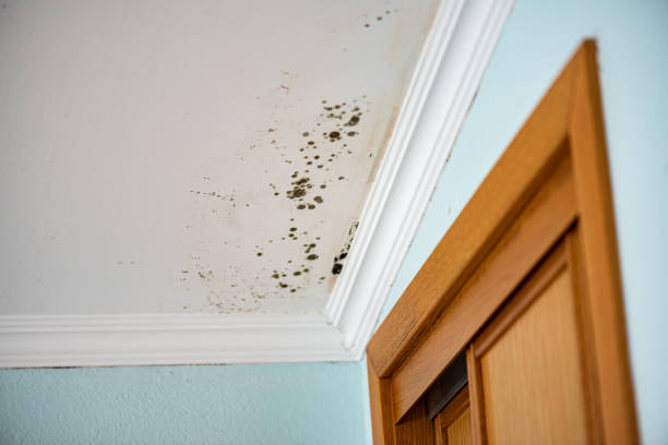 Best Bathroom Mold Remediation in Crete, IL