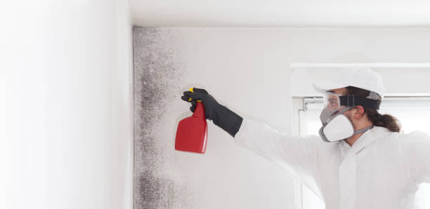 Professional Mold Remediation in Crete, IL