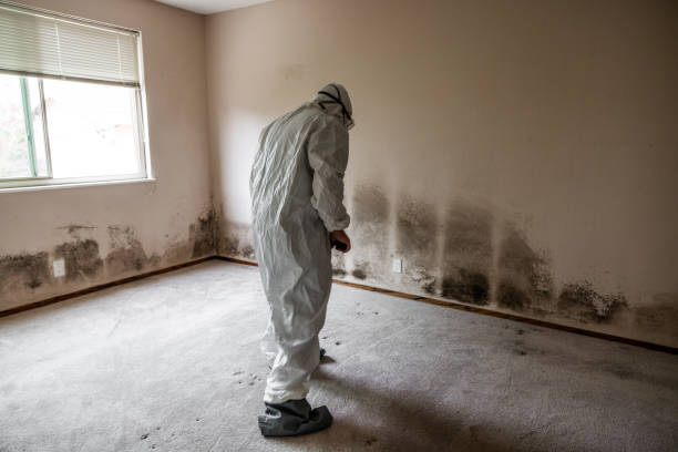 Best Crawl Space Mold Remediation in Crete, IL