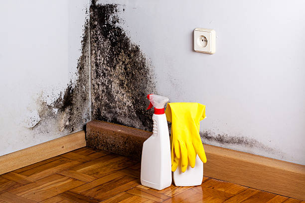 Best Mold Remediation for Specific Building Types in Crete, IL