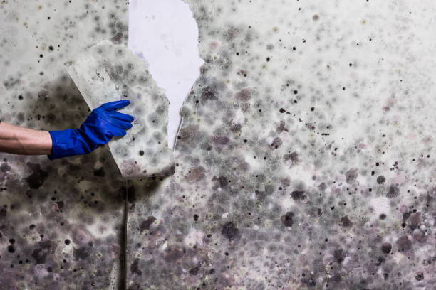 Best White Mold Remediation in Crete, IL