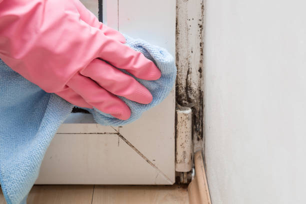 Best Residential Mold Remediation in Crete, IL