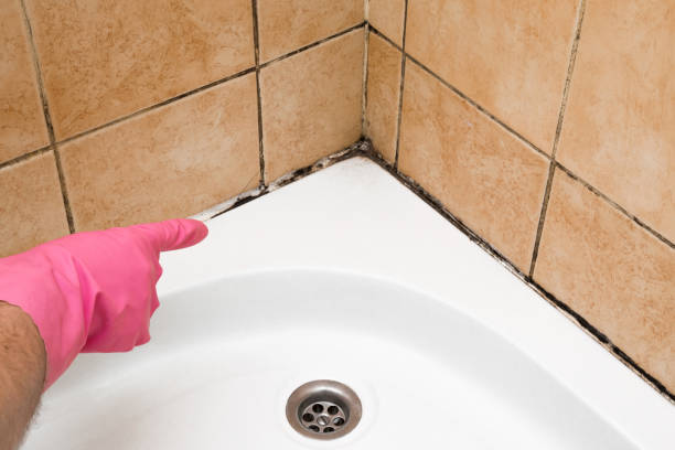 Best DIY Mold Remediation Support Services in Crete, IL